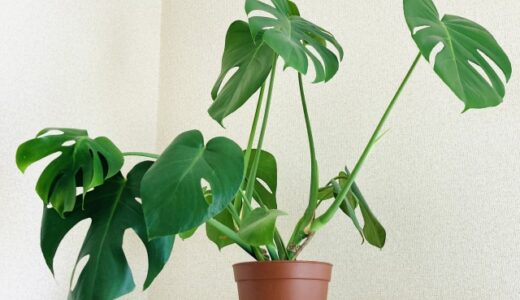 日常生活に緑を。植物からパワーをもらおう！～実践編～