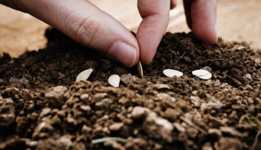 人生でたくさんの種を植えてきた。学生の時も、そして、今も④～私は何が好きで、何を大切にしているのだろう～144