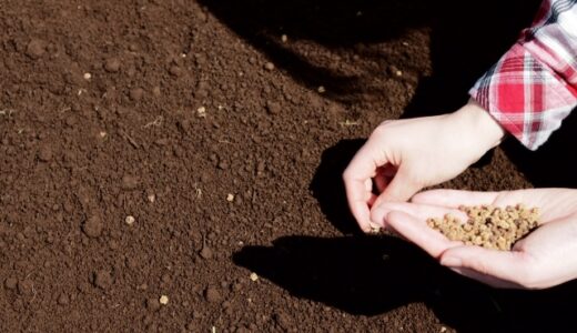 人生でたくさんの種を植えてきた。学生の時も、そして今も②～育たない種があることを、私は先に知っていた～142