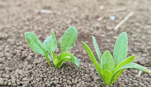 人生でたくさんの種を植えてきた。学生の時も、そして今も⑤～自分を知る旅は、今も続いている～145